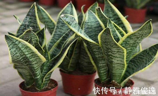 元气满满|听说养花还可以给室内降温，养上这些花，让你清凉一夏天