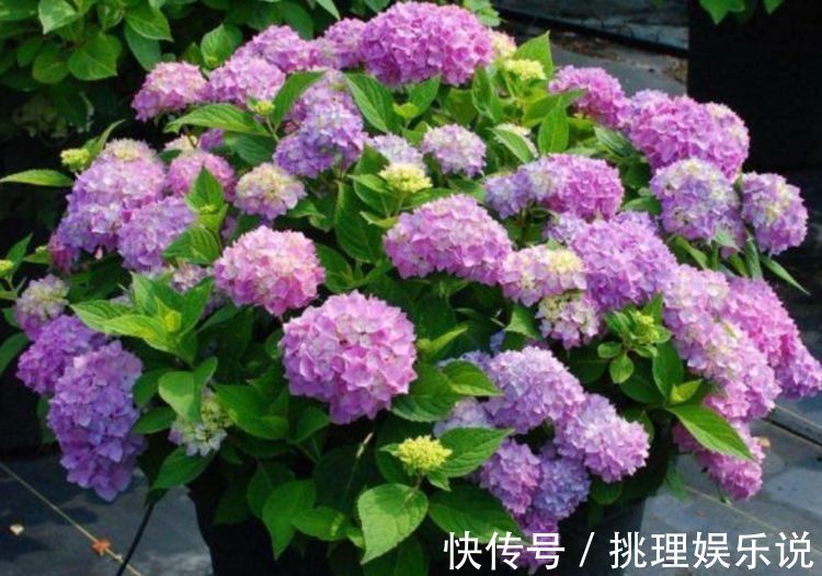 养人|养花就养这种花,旺财又养人,吉祥富贵,红红火火好运来!