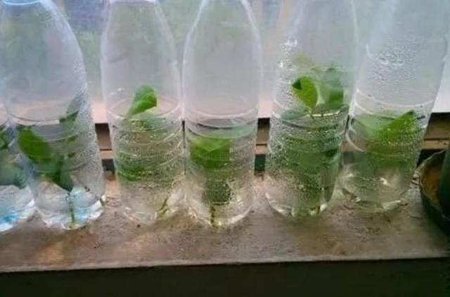 “塑料瓶”竟是养花神器,学会“4种”用法,一生受用、养花旺