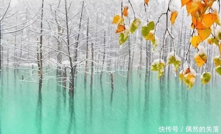 百花|春有百花秋有月,冬日最美是什么