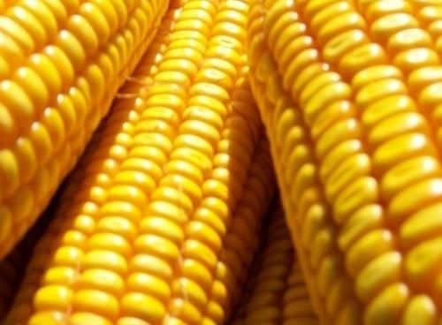 养生|中老年女性常吃的三种食物,养生滋补、补肺去燥,建议多吃