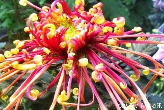 养花|新手养花,不如养盆花中精品“花芳菊”,似彩凤飘舞,绚丽多姿