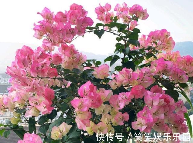 家里没有阳光,不要去养3种花,养了也不开花