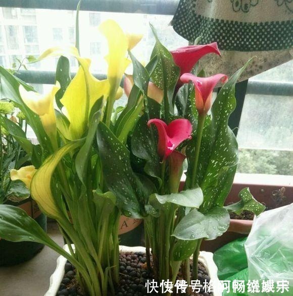 马蹄莲马蹄莲|这“4种”花再便宜也别养,个个是“毒花”,看完赶紧搬走