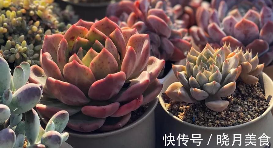 最好养的几款多肉植物,经验篇