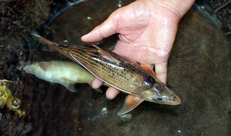 黄河鱼的秘密：跃龙门的不是鲤鱼，是谁？谁当了数百年的宫廷鱼？