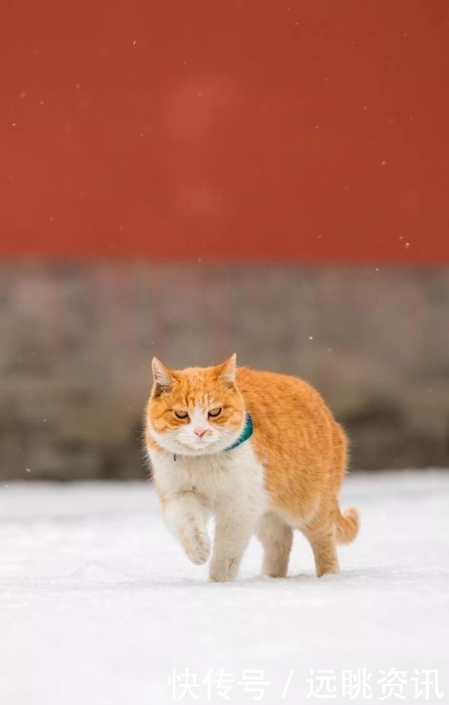 想和你|故宫下雪了，我又想你了