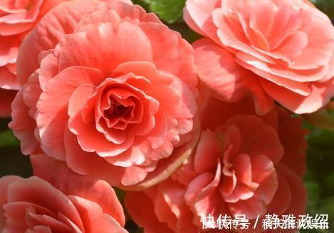 公认最难养的三种花，堪称养一盆死一盆，新手千万慎重