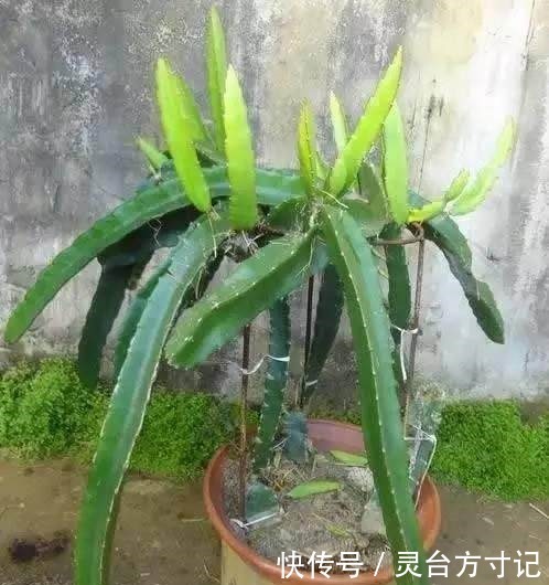 火龙果自己家也能种,好吃又美味,吃了都得醉!