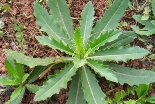 清热解毒|这“野菜”补钙效果好,能清热解毒,却让人很“讨厌”,你吃过吗