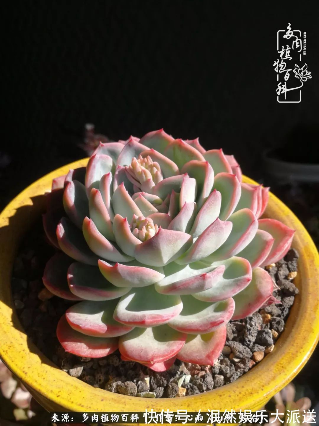 蚧壳虫|为肉痴狂!多肉植物也会用最美的容颜报答我们的勤劳付出!