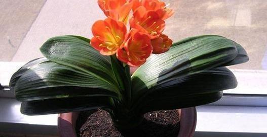 长寿|3种“长寿”花草,家里养上几盆,家人更健康,一起来看看吧!