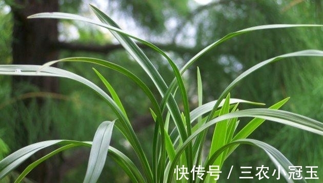 建兰|建兰怎么养得好? 建兰的养殖方法和注意事项