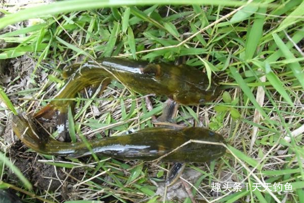 夏天钓黄鸭叫,就用这种钓法,省事省力,收获有保证!