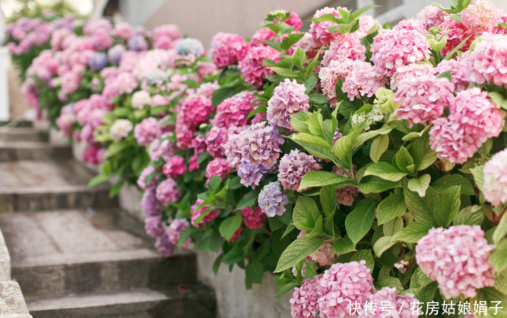 3月里养殖绣球花，5件事要做好，进入6月就开始开花