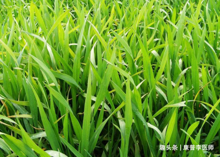 叶绿素|中年人想身材好,多吃几种食物,排毒消脂,改善便秘,预防疾病