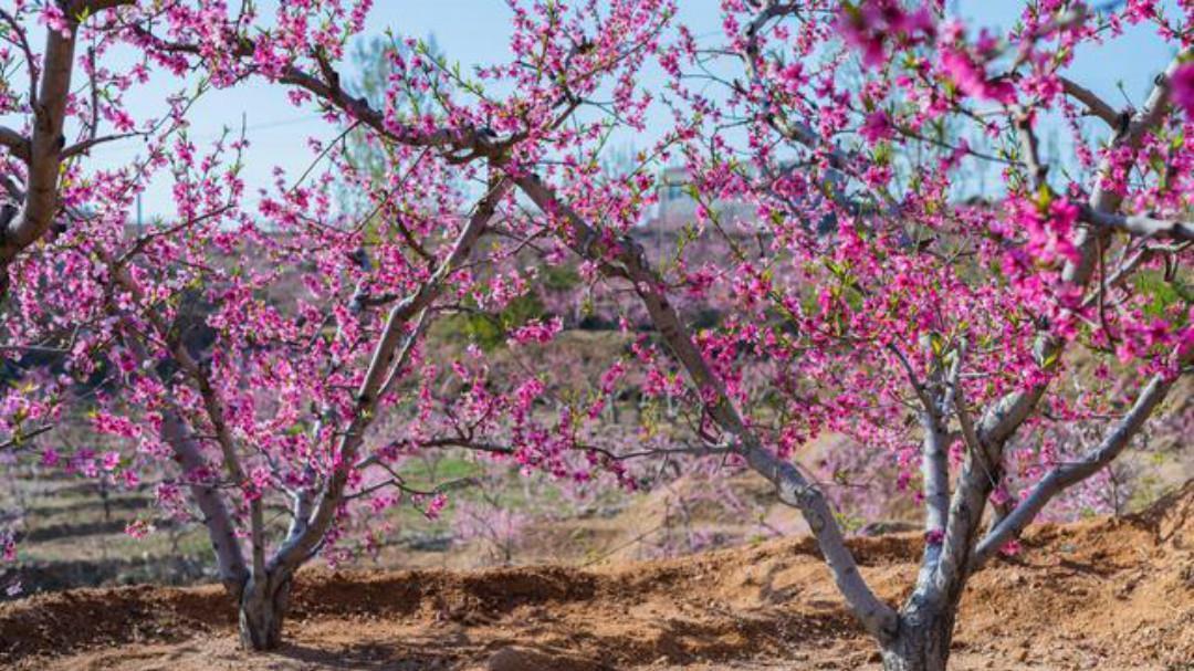 暗用|裴迪一首很有趣的诗,通篇构思巧妙暗用典故,寓意深远很有韵味