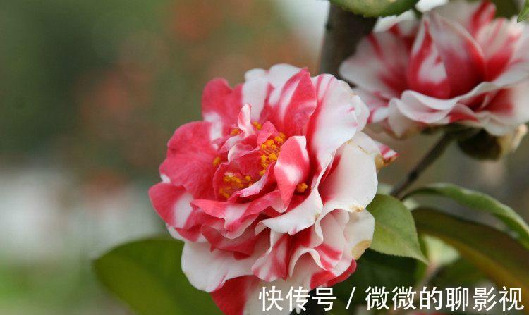 牡丹|此花是中国十大名花之一,花开30朵,漂亮不输牡丹