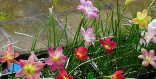 长达|4种超级好养的花,花色美丽,花期长达5个月,适合新手花友栽培