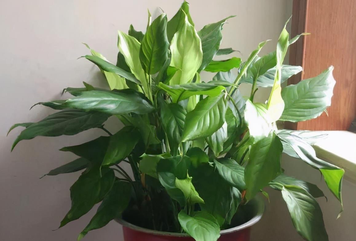 没有肥料养花,拿3样东西自制,操作简单,还能解决花钱问题