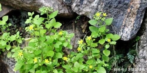 奇案|清朝奇案:商人在旅店被人毒杀,老刑幕一招轻松揪出真凶!