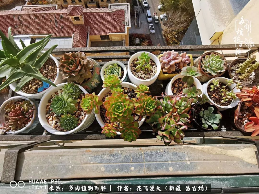 对多肉是发自内心的喜欢,心甘情愿被它们俘虏!