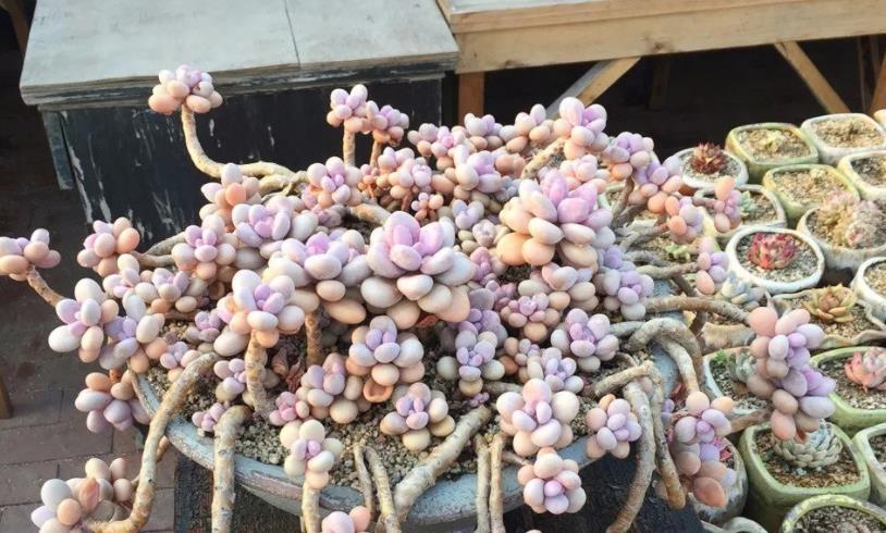 早剪|赞！天热盆栽多肉，满足此3点，安全度夏，谁见了都喜欢