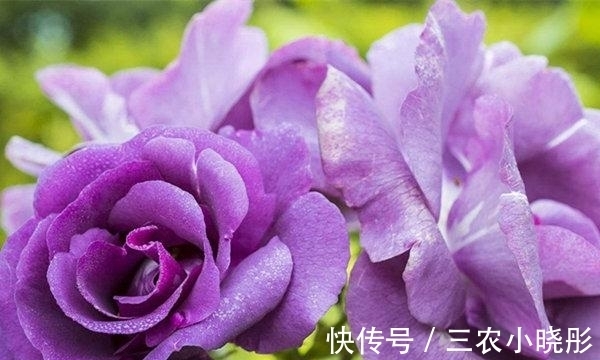 最珍贵七彩玫瑰花品种图片大全 快资讯