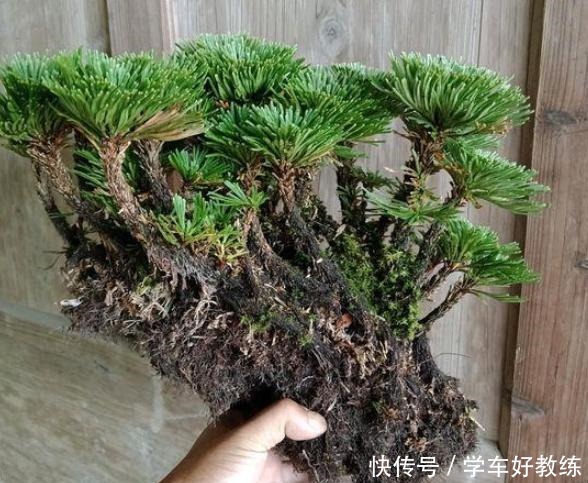 见到3种野草要挖回家，栽种在花盆里，堪称“活着的艺术品”！