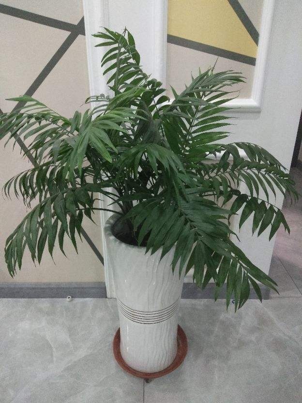 新装修的房子养9种花，净化空气效果好，养在家里也漂亮