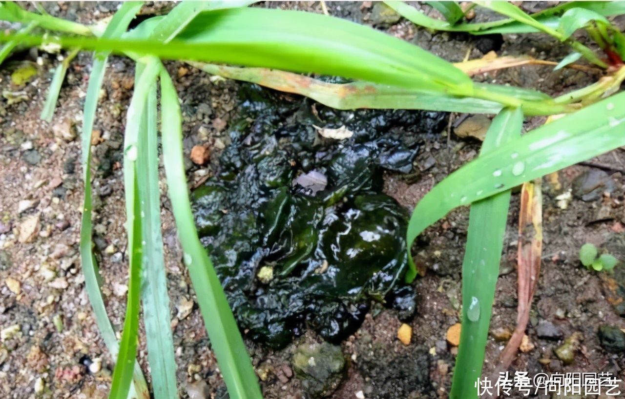 一场春雨过后，地上长出地皮菜，味道及其鲜美，清洗很麻烦