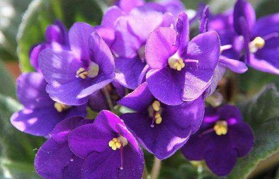 紫罗兰紫罗兰|从8月6日开始，家养此款花卉，北方也能养，花开一簇一簇