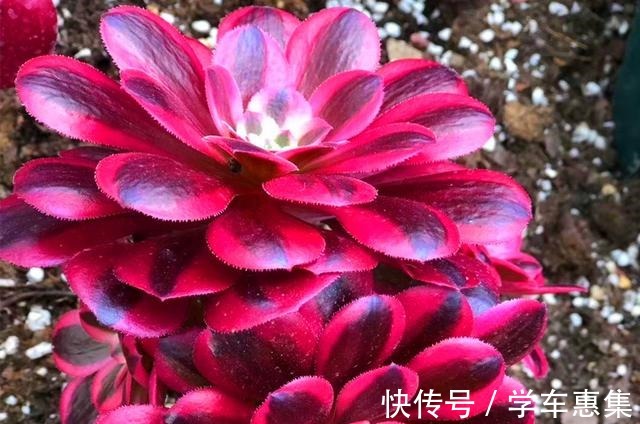 养多肉让我们明白很多道理，想得到需要等待，不珍惜可能留下遗憾！