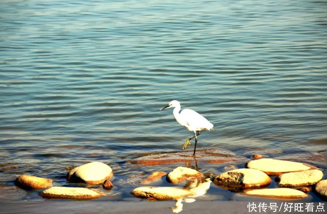 老年|西安昆明池七夕公园：春风水暖鸭先知 自在鸟儿各争鸣