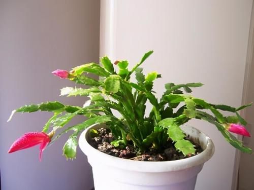 蟹爪兰不开花，就在花盆里埋点“硬石头”，轻松解决，花开几十朵