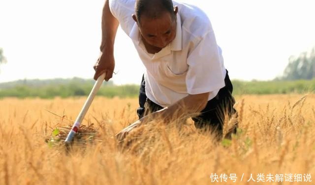 四合院|河套平原 麦香八百里！