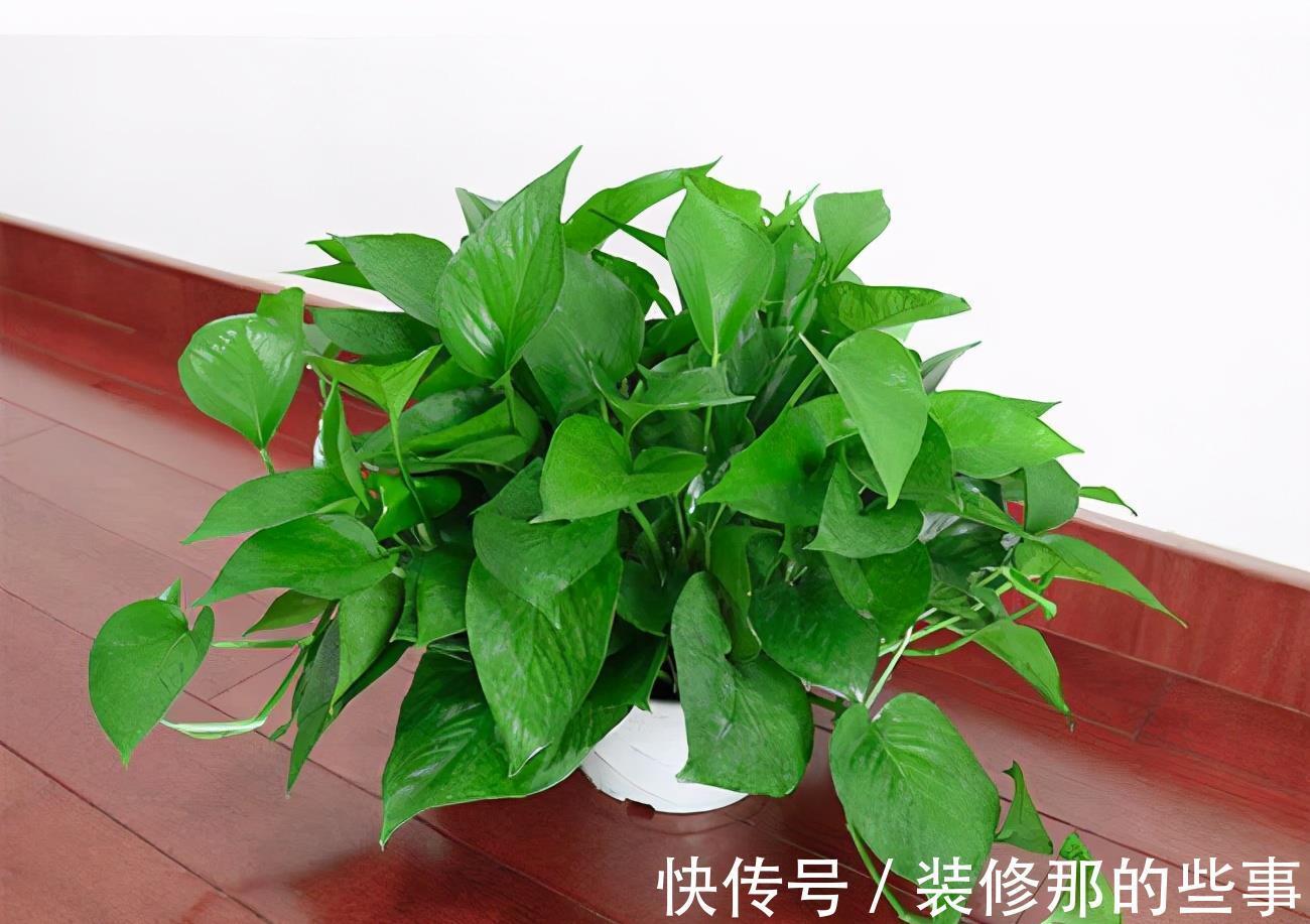 茂盛|绿萝长得慢，用它浇一浇，叶子更绿更多，肥得流油