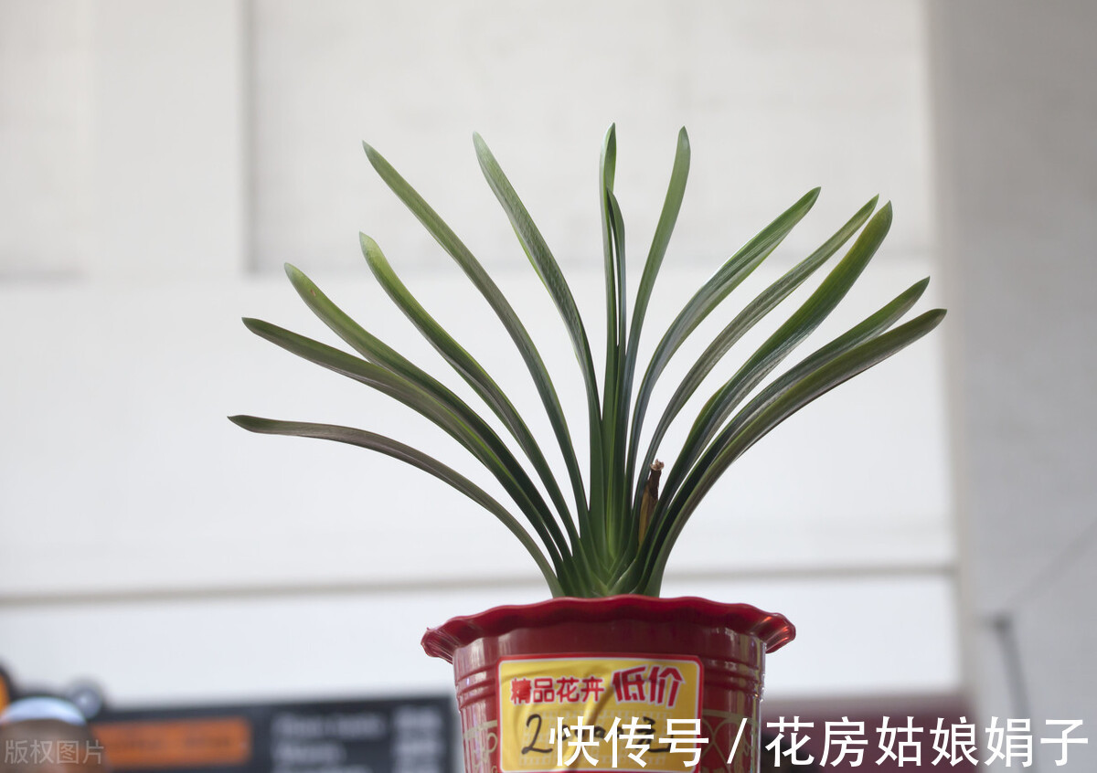 黄叶|君子兰入夏要“静养”,3件事不能做,不然黄叶、花难开