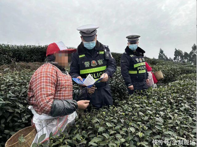 护航采茶季|最是一年春好处，采茶不忘安全路