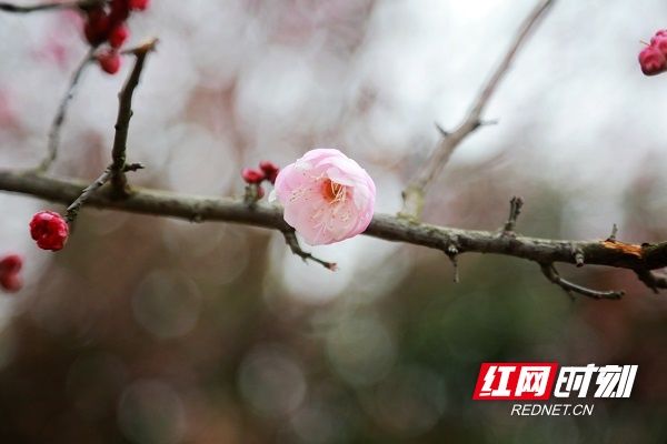 梅花|湖南新田：梅花盛开报春来（组图）