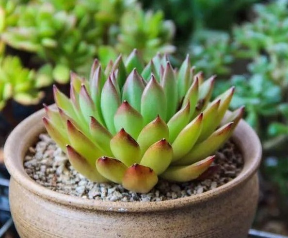 不试一试，你永远都无法想象多肉可以变得多么美！