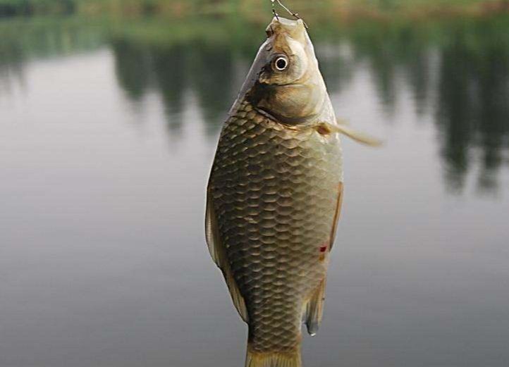 适合一年四季钓鲫鱼的实用小技巧,一般人不告诉他