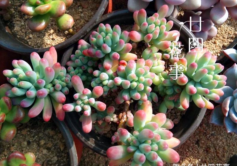 多肉|浇水太勤快,多肉长成“豆芽菜”?简单2方法,又萌又胖美回来!