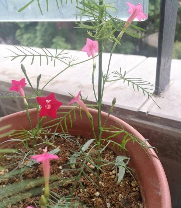 牵牛花|很容易养活繁殖的3种“漂亮花”,长得到处都是,开花也挺多的