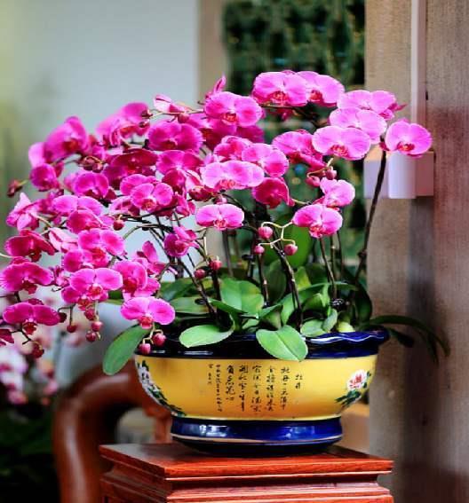 漂亮|6种漂亮花,自带“储水器”,一个月不浇水,旱不死,不妨碍开花