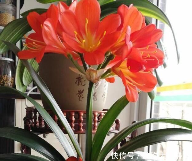 肉质根|做好“2件事”,君子兰根肥,新叶多,年年开“爆盆”