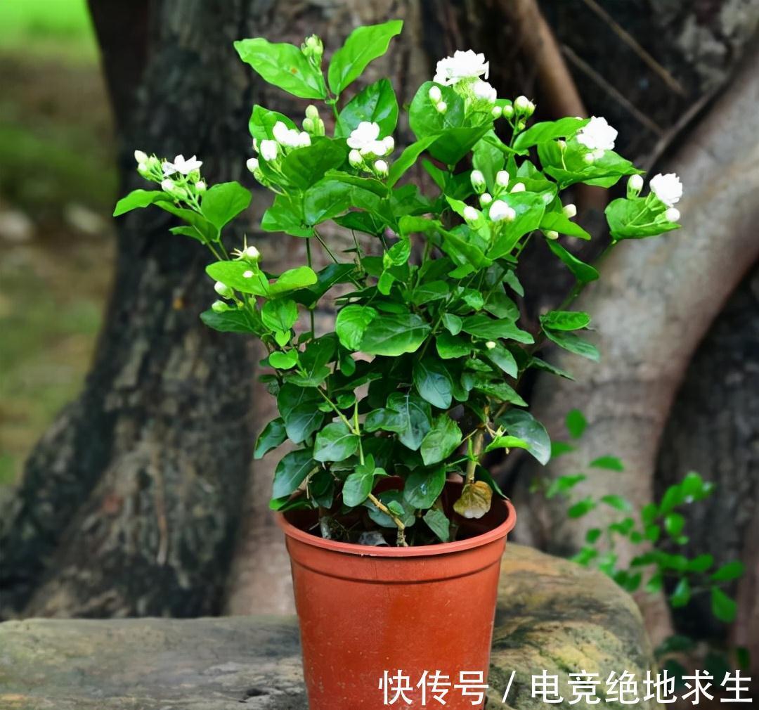 天冷后,9种花要“少水、断粮”,不然难过冬