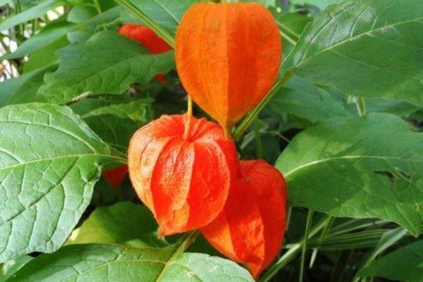 灯笼草|农村不起眼的“灯笼果”，竟有这么大的功效，如今每斤50元