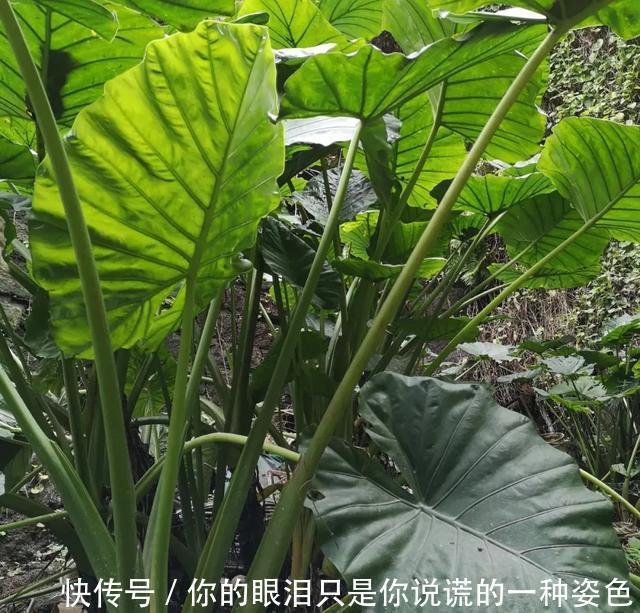 惹不起的花，叶子直径3米大，一片叶子盖住3个人