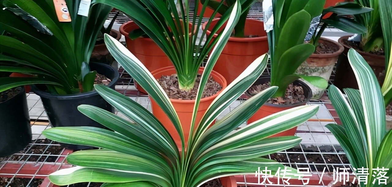 温差|想要君子兰在12月能孕蕾开花,做好这几件事,天冷就能蹿花箭